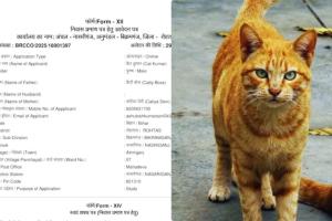 बिहार में सरकारी कामकाज बना मजाक: कभी कुत्ता, कभी फोन, अब रोहतास जिले में बिल्ली के नाम पर निवास प्रमाण पत्र 